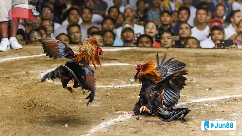 Gà đang chạy trốn khỏi kẻ săn