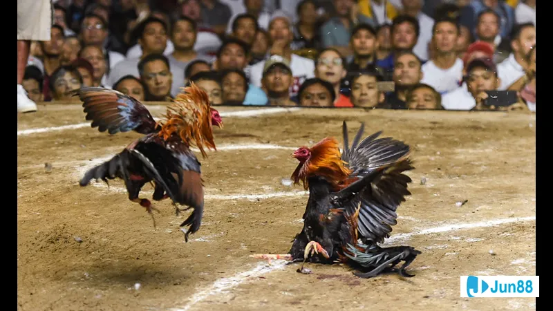 Gà đang nhảy lên để tăng cường sự