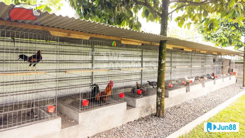 Phương pháp đổ gà đá hiệu quả