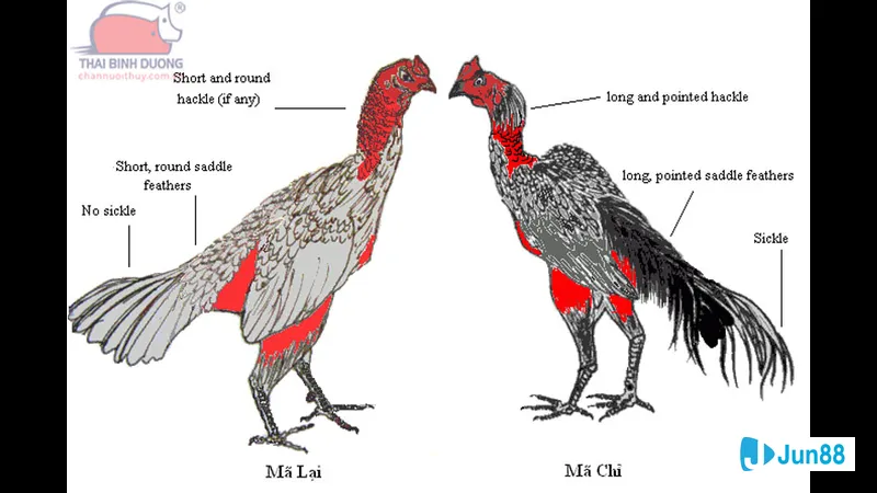 Chiến kê với đặc điểm nổi bật