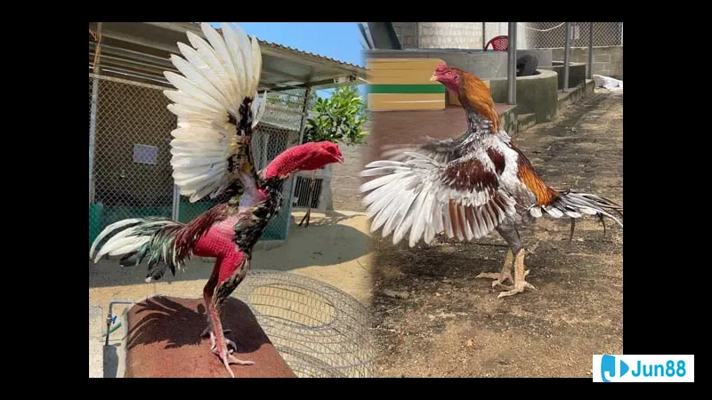 Lối đá gà chọi phổ biến - Các lối đá