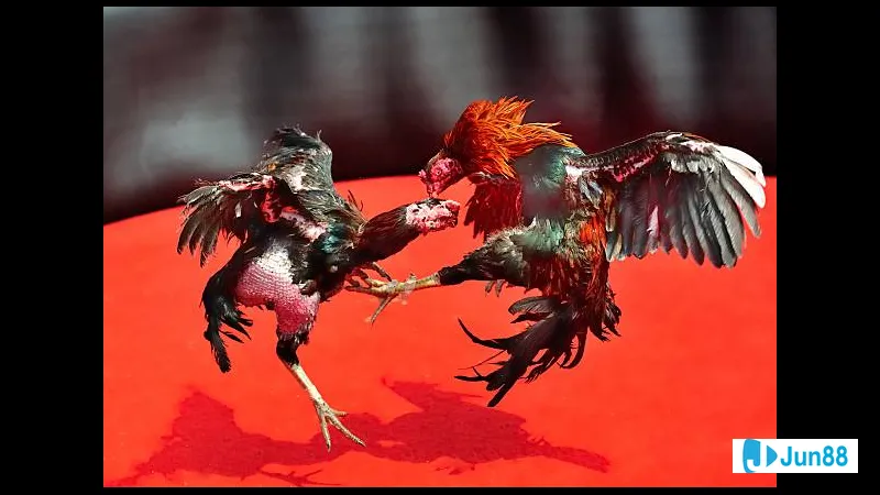 Lối đá gà chọi phổ biến - Các lối đá