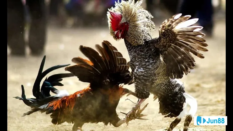 Thực hành và điều chỉnh lối đá