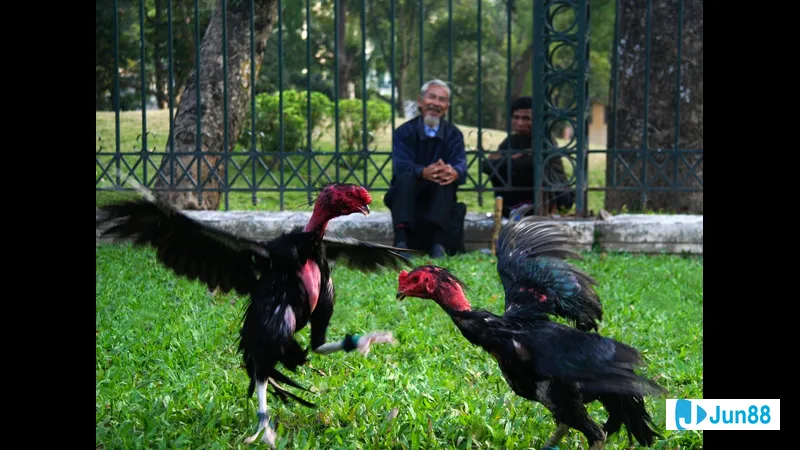 Lối đá gà chọi phổ biến