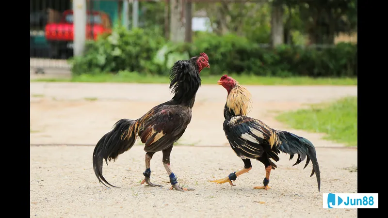 Gà chọi đang thi đấu trên sàn đấu