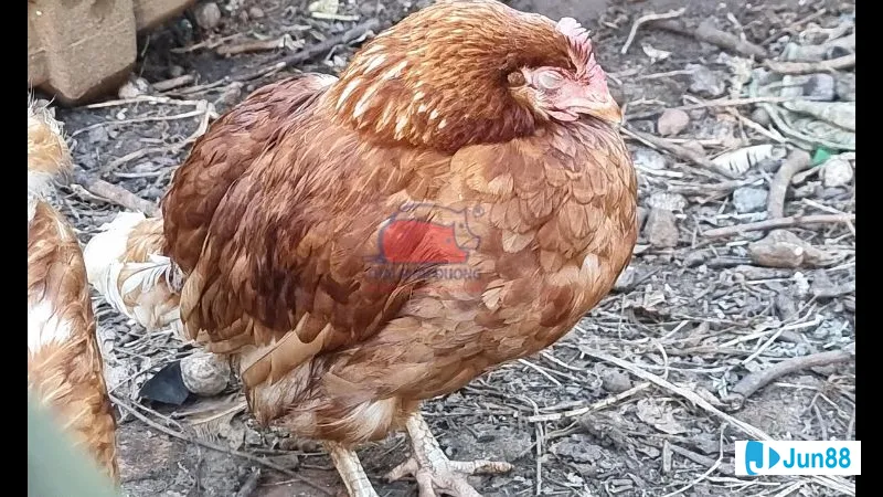 Người tắm nắng trên bãi biển