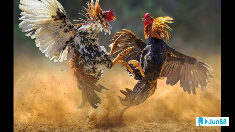 Gà đá khỏe mạnh trước nguy cơ bệnh