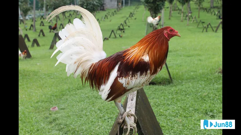 Gà đá Mỹ cựa sắt