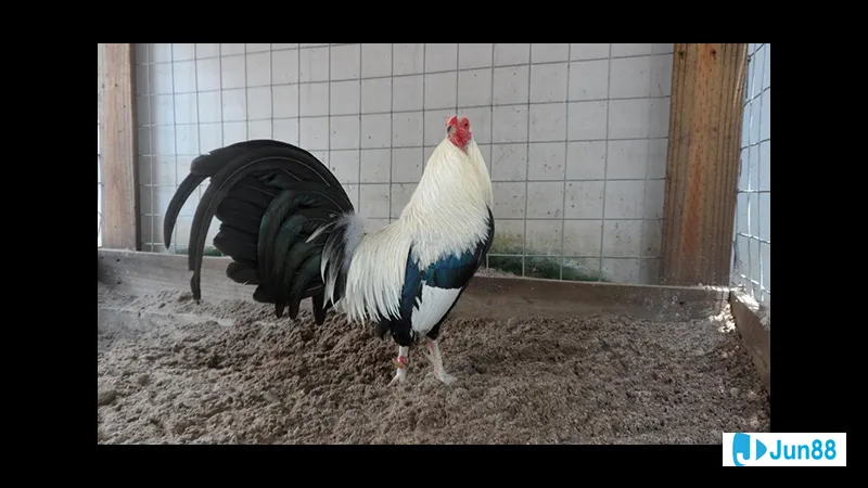 Gà đá Mỹ tập luyện cựa sắt